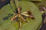 Floating bladderwort